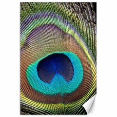 Peacock Feather Close Up Macro Canvas 20  x 30 