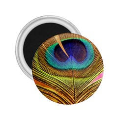 Peacock Feather Bird Colorful 2 25  Magnets by Pakrebo