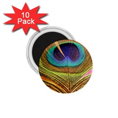 Peacock Feather Bird Colorful 1 75  Magnets (10 Pack)  by Pakrebo