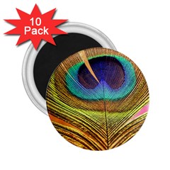 Peacock Feather Bird Colorful 2 25  Magnets (10 Pack)  by Pakrebo