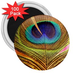 Peacock Feather Bird Colorful 3  Magnets (100 Pack) by Pakrebo