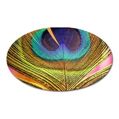 Peacock Feather Bird Colorful Oval Magnet by Pakrebo