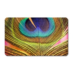 Peacock Feather Bird Colorful Magnet (rectangular) by Pakrebo