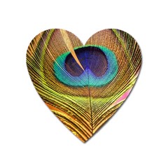 Peacock Feather Bird Colorful Heart Magnet by Pakrebo