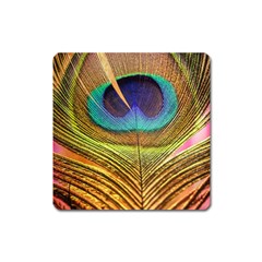 Peacock Feather Bird Colorful Square Magnet by Pakrebo