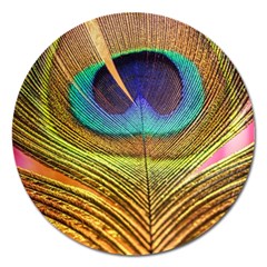 Peacock Feather Bird Colorful Magnet 5  (round) by Pakrebo