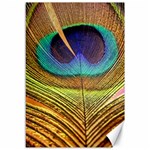 Peacock Feather Bird Colorful Canvas 12  x 18  11.88 x17.36  Canvas - 1