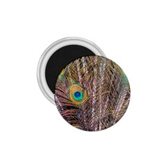 Pen Peacock Wheel Plumage Colorful 1 75  Magnets by Pakrebo