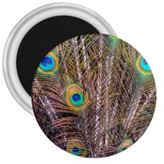 Pen Peacock Wheel Plumage Colorful 3  Magnets by Pakrebo