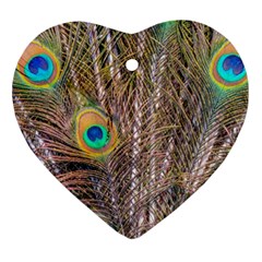 Pen Peacock Wheel Plumage Colorful Ornament (heart) by Pakrebo