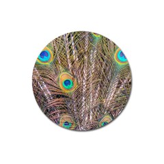 Pen Peacock Wheel Plumage Colorful Magnet 3  (round) by Pakrebo