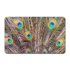 Pen Peacock Wheel Plumage Colorful Magnet (rectangular) by Pakrebo