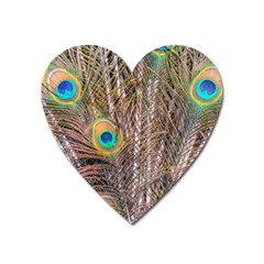 Pen Peacock Wheel Plumage Colorful Heart Magnet by Pakrebo