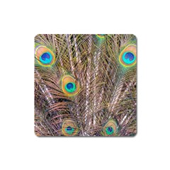 Pen Peacock Wheel Plumage Colorful Square Magnet by Pakrebo