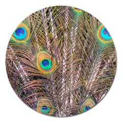 Pen Peacock Wheel Plumage Colorful Magnet 5  (round) by Pakrebo