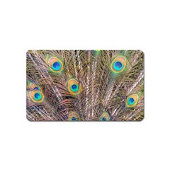 Pen Peacock Wheel Plumage Colorful Magnet (name Card) by Pakrebo