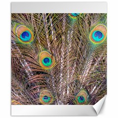 Pen Peacock Wheel Plumage Colorful Canvas 8  X 10  by Pakrebo