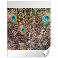 Pen Peacock Wheel Plumage Colorful Canvas 18  X 24  by Pakrebo