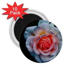 Favorite Rose  2 25  Magnets (10 Pack)  by okhismakingart