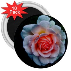 Favorite Rose  3  Magnets (10 Pack)  by okhismakingart