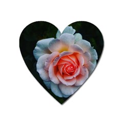 Favorite Rose  Heart Magnet by okhismakingart