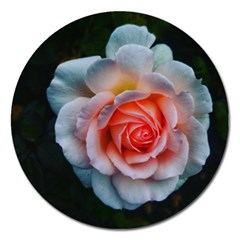 Favorite Rose  Magnet 5  (round) by okhismakingart