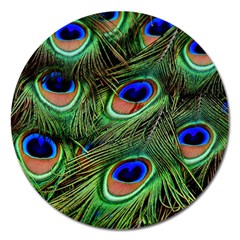 Peacock Feathers Magnet 5  (round) by snowwhitegirl