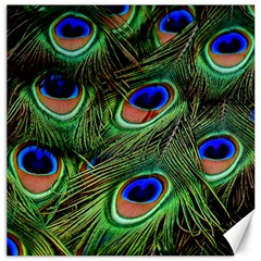 Peacock Feathers Canvas 12  X 12  by snowwhitegirl