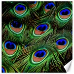 Peacock Feathers Canvas 12  x 12  11.4 x11.56  Canvas - 1