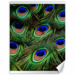 Peacock Feathers Canvas 12  X 16  by snowwhitegirl