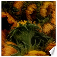 Bunch Of Sunflowers Canvas 20  X 20 