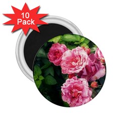 Summer Roses 2 25  Magnets (10 Pack)  by okhismakingart