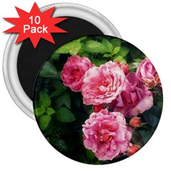 Summer Roses 3  Magnets (10 Pack)  by okhismakingart