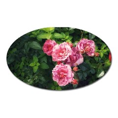 Summer Roses Oval Magnet