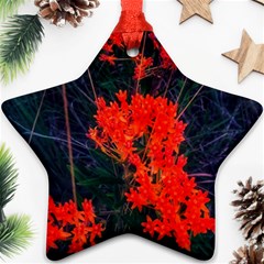 Neon Orange Butterfly Weed Ornament (star) by okhismakingart