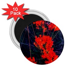 Neon Orange Butterfly Weed 2 25  Magnets (10 Pack)  by okhismakingart