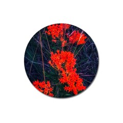 Neon Orange Butterfly Weed Magnet 3  (round) by okhismakingart