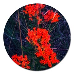 Neon Orange Butterfly Weed Magnet 5  (round) by okhismakingart