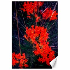 Neon Orange Butterfly Weed Canvas 20  X 30  by okhismakingart