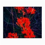 Neon Orange Butterfly Weed Small Glasses Cloth (2-Side) Front