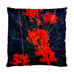 Neon Orange Butterfly Weed Standard Cushion Case (one Side) by okhismakingart