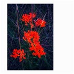 Neon Orange Butterfly Weed Small Garden Flag (Two Sides) Back