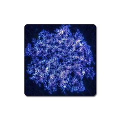 Queen Annes Lace In Blue Square Magnet by okhismakingart