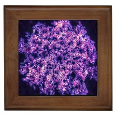 Queen Annes Lace In Purple And White Framed Tiles by okhismakingart