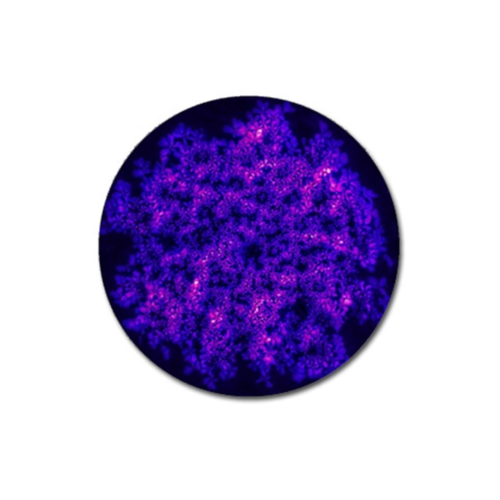 Queen Annes Lace in Blue and Purple Magnet 3  (Round)