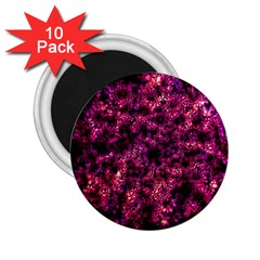 Queen Annes Lace in Red 2.25  Magnets (10 pack) 