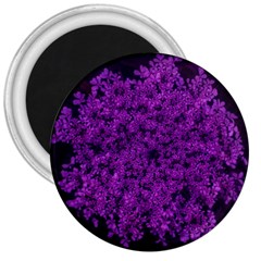 Queen Annes Lace In Purple 3  Magnets by okhismakingart