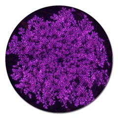 Queen Annes Lace In Purple Magnet 5  (round) by okhismakingart