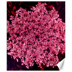 Queen Annes Lace In Red Part Ii Canvas 8  X 10  by okhismakingart