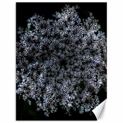 Queen Annes Lace In White Canvas 18  X 24  by okhismakingart